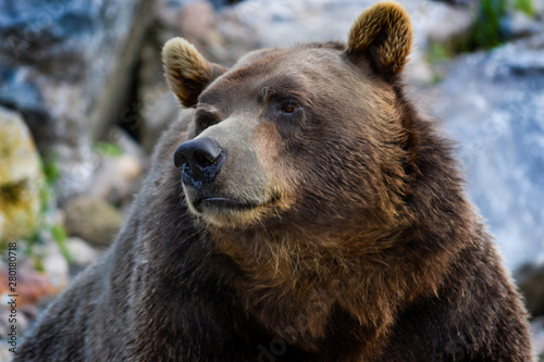 bear walking on a beautiful sunny day 