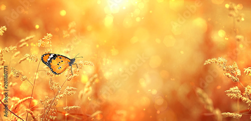 Beautiful butterfly on golden field meadow grass, natural rustic landscape. pastoral artistic image. Indian summer or autumn season. copy space photo