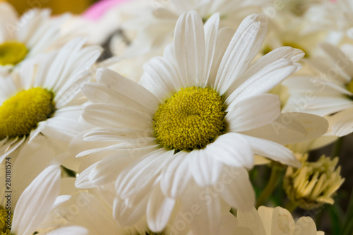 Beautiful white chamomile flowers close-up  chamomile heads