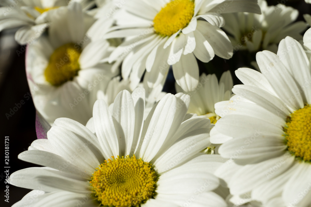 Beautiful white chamomile flowers close-up, chamomile heads Beautiful white chamomile flowers close-up, chamomile heads