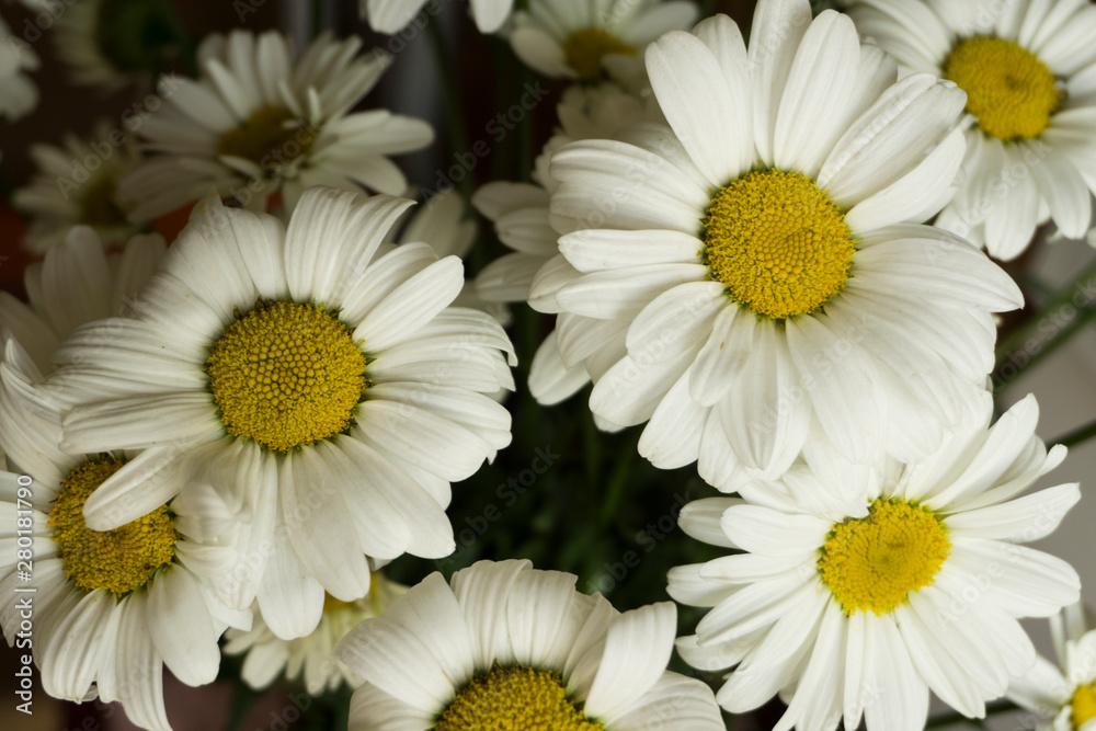 Obraz premium Beautiful white chamomile flowers close-up, chamomile heads