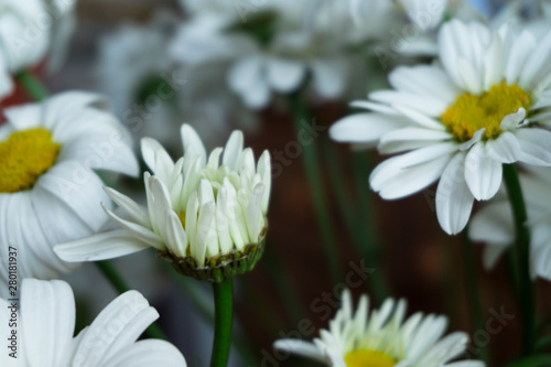 Beautiful white chamomile flowers close-up  chamomile heads