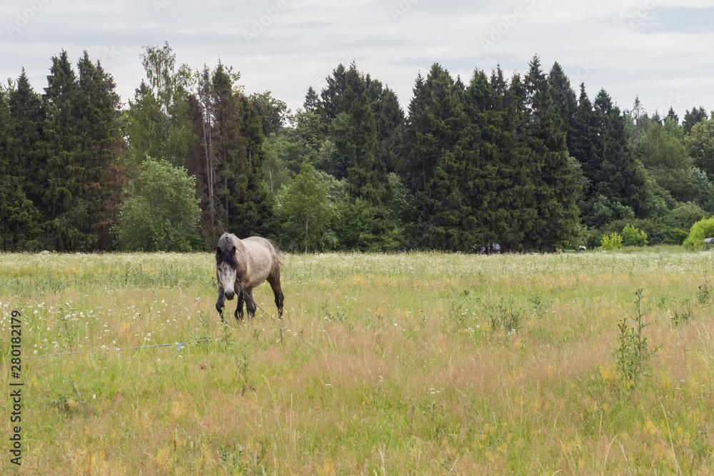 Gray horse eats grass on a green field. Horse grazing on the lawn.