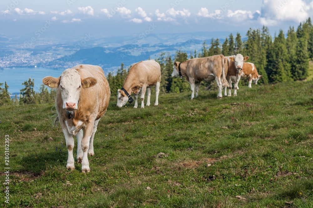 Beautiful swiss alps mountains. Alpine meadows. Farm. Cows. Beautiful swiss alps mountains. Alpine meadows. Farm. Cows.