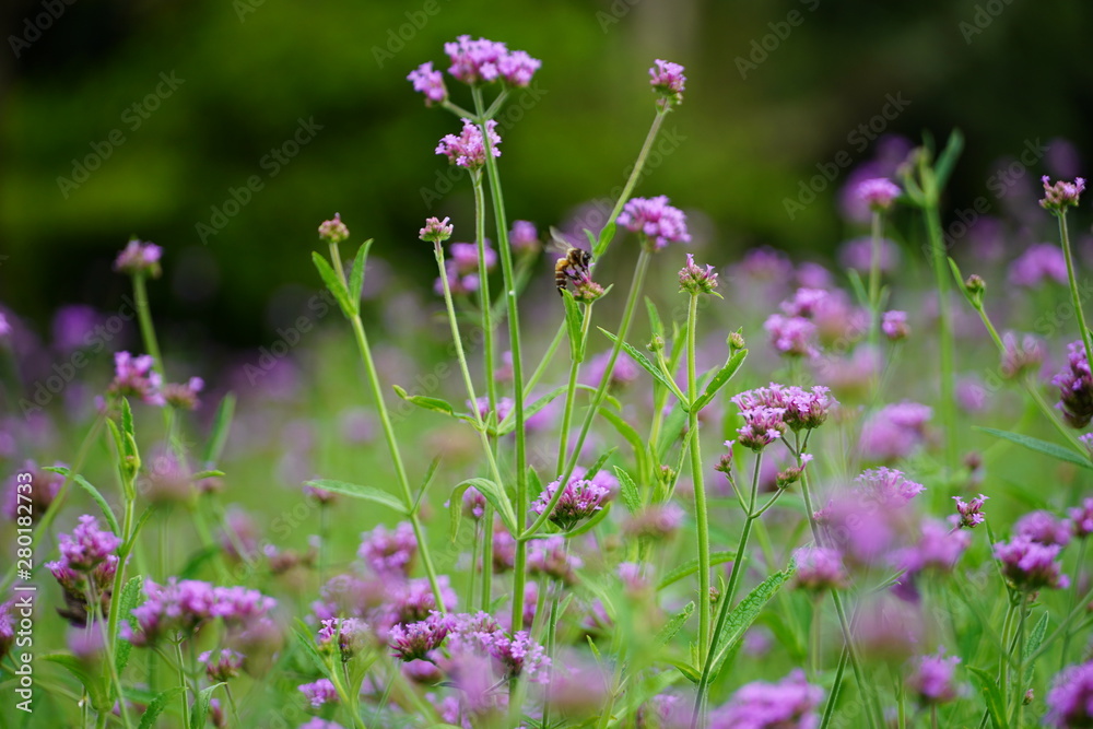 PURPLE FLOWERS IN FIELD PURPLE FLOWERS IN FIELD