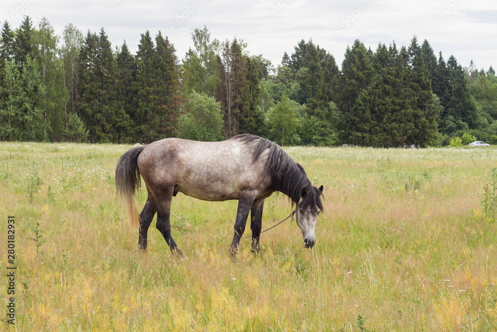 Gray horse eats grass on a green field. Horse grazing on the lawn. Gray horse eats grass on a green field. Horse grazing on the lawn.