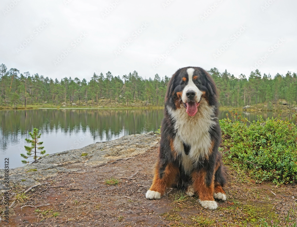 Bernese Mountain Dog sitting on the shore of the lake, Lapland, Finland 