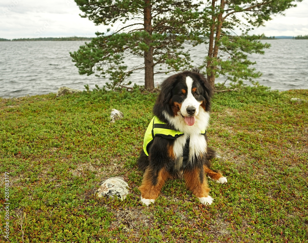 Bernese Mountain Dog wearing yellow life jacket sitting on the shore of lake Inari, Lapland, Finland 