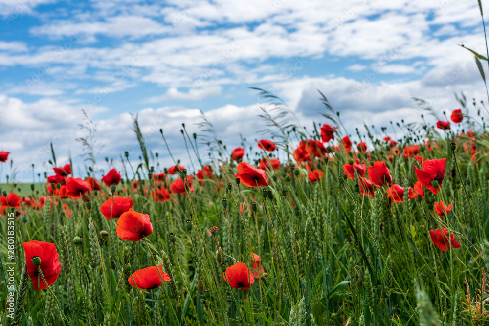 Naklejka premium landscape shot with poppy field