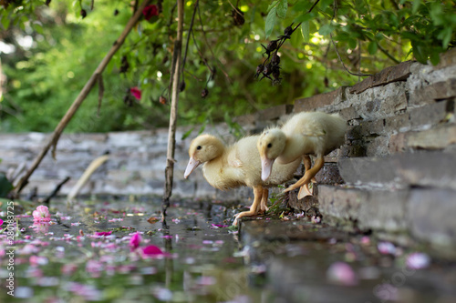 cute yellow ducklings sit on the shore of the pond and clean their feathers