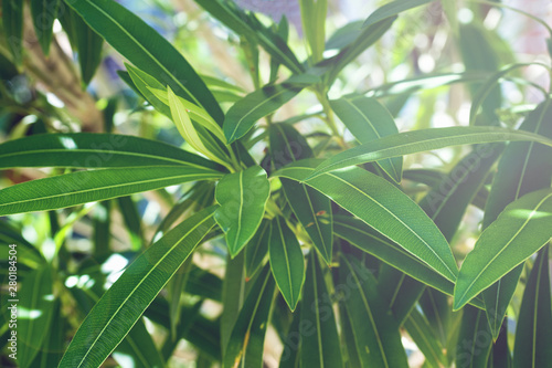 Fototapeta Naklejka Na Ścianę i Meble -  Green oleander leaves. Selective focus. Close up.