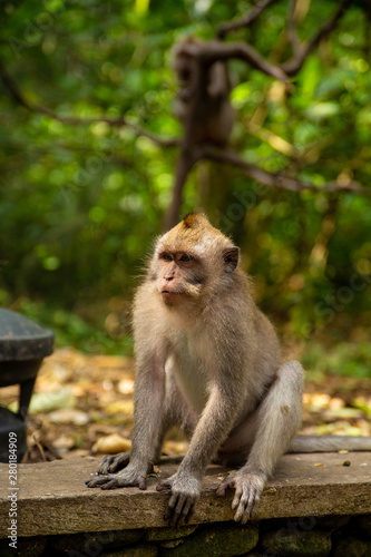 Funny macaque monkeys in the Monkey-forest © Taranukhin Alex