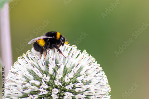 Emsige schwarz-gelb-gestreifte Hummel bestäubt fleißig weiße Blüten in Kugelform vor grünem Hintergrund in Frühling und Sommer zur Honigproduktion photo