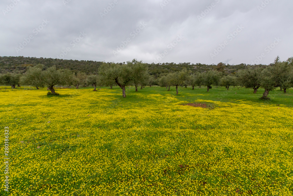 Landscape with olive trees grove in spring season with colorful blossom of wild yellow flowers Landscape with olive trees grove in spring season with colorful blossom of wild yellow flowers