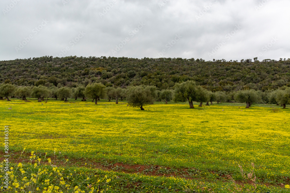 Landscape with olive trees grove in spring season with colorful blossom of wild yellow flowers
