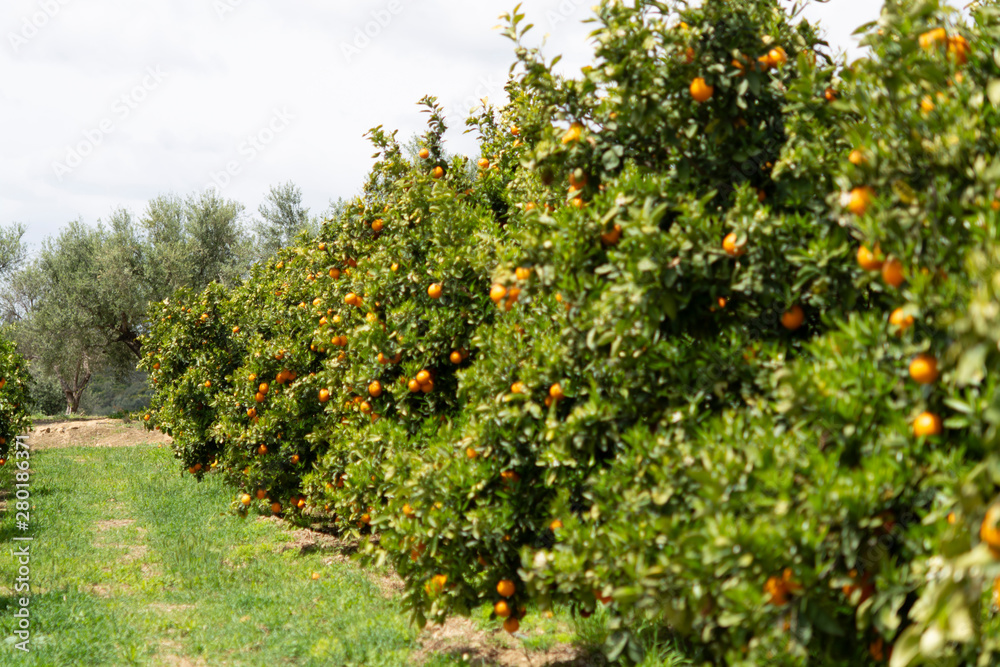 Orange citrus fruit plantation on Peloponnese, Greece, new harvest of sweet juicy oranges, landscape photo