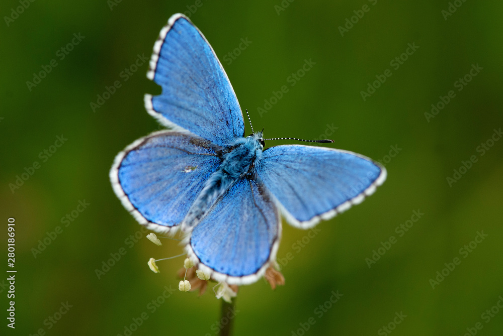 Hauhechel-Bläuling - Schmetterling Hauhechel-Bläuling - Schmetterling