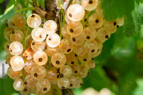 Ribes niveum white currant or gooseberry ripening in garden