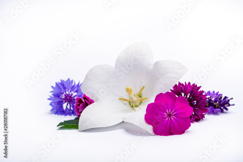 White bell flower and pink cornflowers close up, isolated on white background