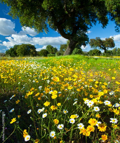 Dehesa en primavera, La Serena, Badajoz, Extremadura, España