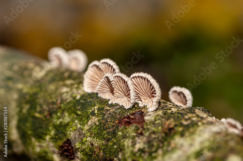 wild mushrooms growing on a destroyed tree