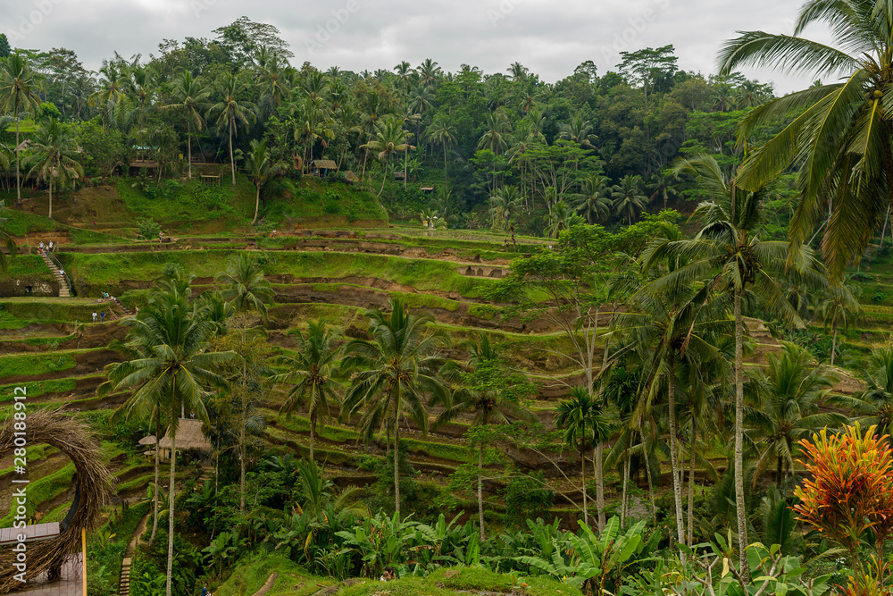 Obraz premium Bali , rise field