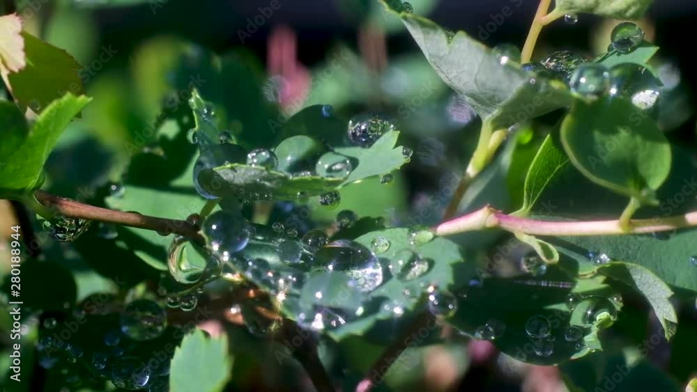 large drops of morning dew on the green leaves and branches of the plant. Bright sunlight, glare and reflections on the drops. macro shot of nature. large drops of morning dew on the green leaves and branches of the plant. Bright sunlight, glare and reflections on the drops. macro shot of nature.