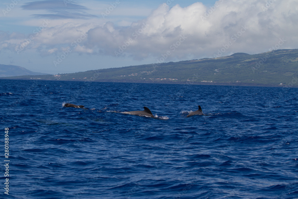 Obraz premium Azoren_Küste_15