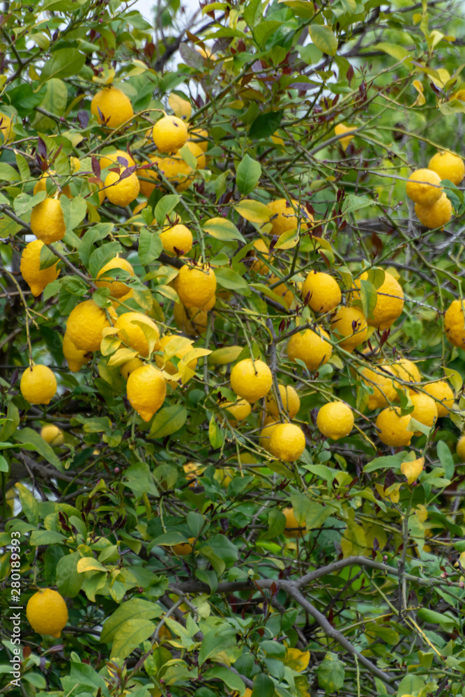 Ripe yellow lemons, tropical citrus fruits hanging on tree with water drops in rain