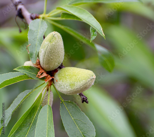 Young green almond nuts riping on almond tree