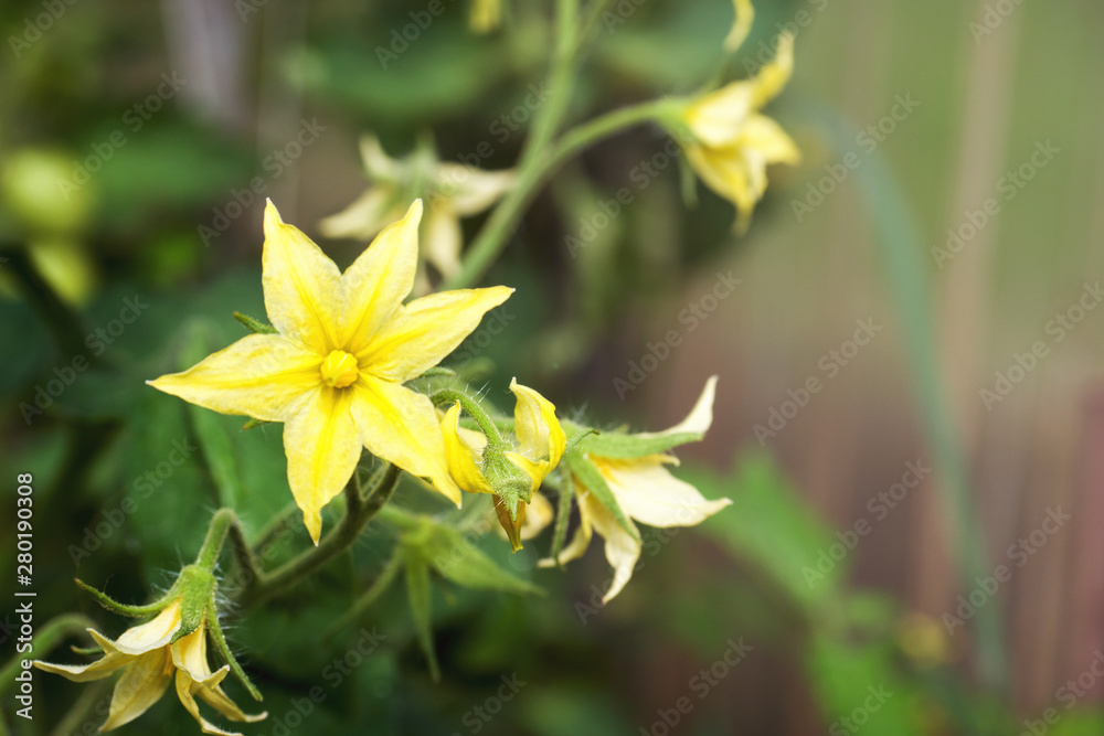 Obraz premium Yellow flowers of a blooming tomato in a greenhouse.