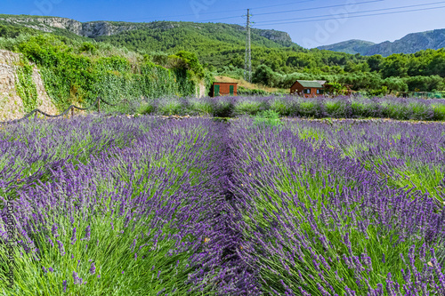 Lavendelfeld auf der Insel Hvar in Kroatien