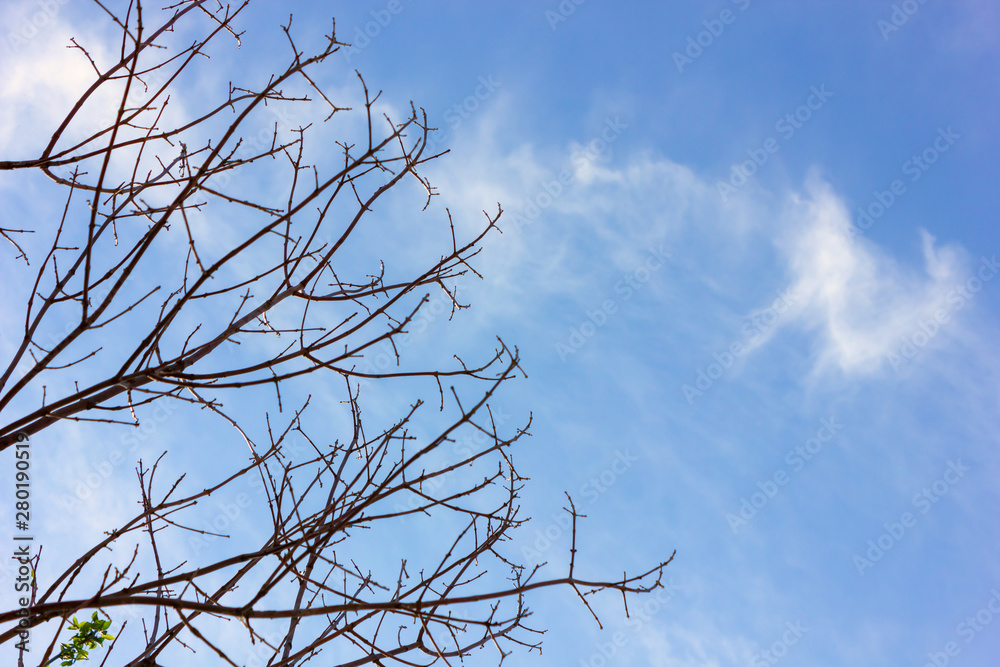 tree branches almost with no leaves on a blue sky in winter tree branches almost with no leaves on a blue sky in winter