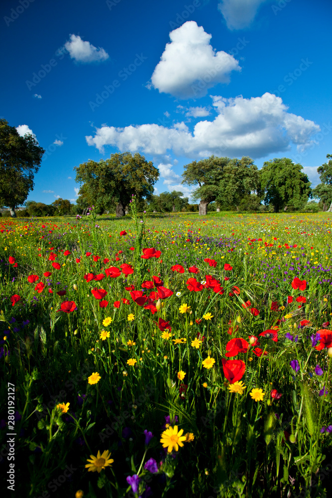 Amapolas en una dehesa, La Serena, Badajoz, Extremadura, España Amapolas en una dehesa, La Serena, Badajoz, Extremadura, España