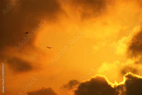 eagles in dramatic sky. Eagles, strong wind and sunlight breaking through the clouds create a dramatic atmosphere