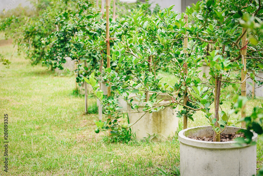 Green limes on a tree planting in the cement pipe - Fresh lime citrus fruit high vitamin C in the garden farm agricultural with nature green blur background at summer Green limes on a tree planting in the cement pipe - Fresh lime citrus fruit high vitamin C in the garden farm agricultural with nature green blur background at summer