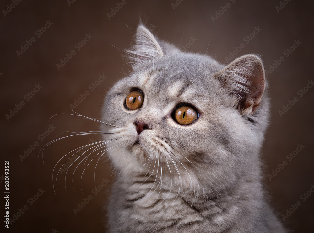Selten und edel - Britisch Kurzhaar Kitten Katze in blue torbie ticked tabby