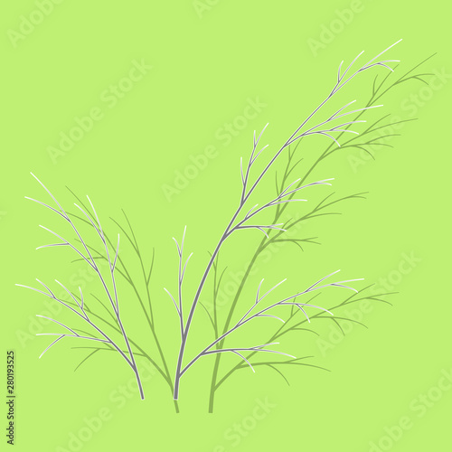 Sticker dill illustration isolated. Hand drawing flavoring plant sketch. Botanical herbal card in engraving style.