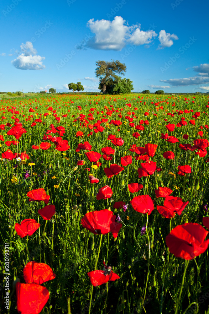 Amapolas, La Serena, Badajoz, Extremadura, España Amapolas, La Serena, Badajoz, Extremadura, España
