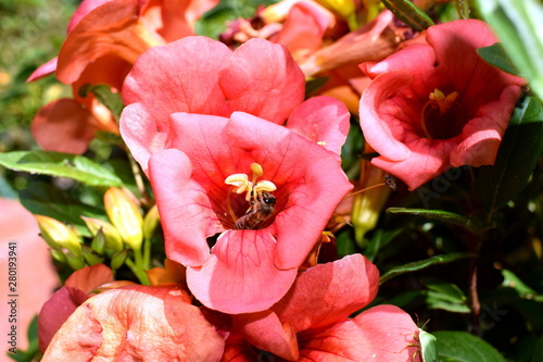 insect on a red flower