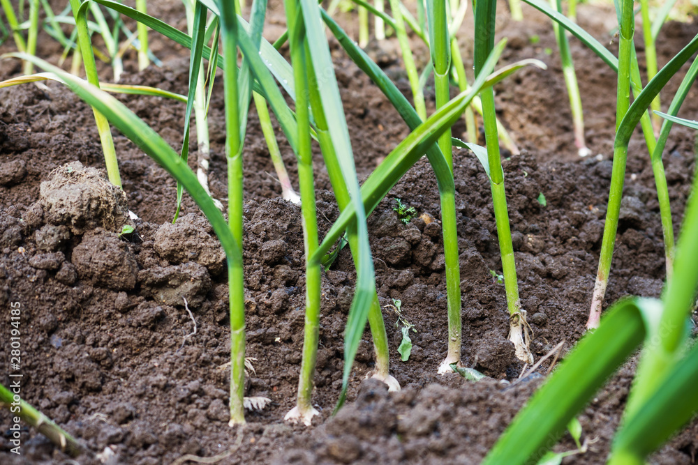 Bed with growing green garlic feathers in the home garden.