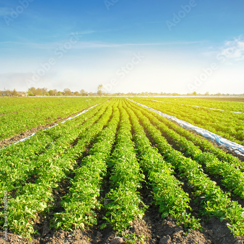 Potato plantations are grow on the field on a sunny day. Growing organic vegetables in the field. Vegetable rows. Agriculture. Farming. Selective focus