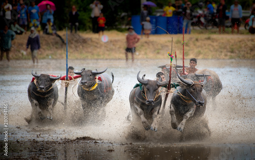 Chonburi, Thailand - july, 21, 2019: Buffaloes racing on rice farm, the annual event in Chonburi, Thailand