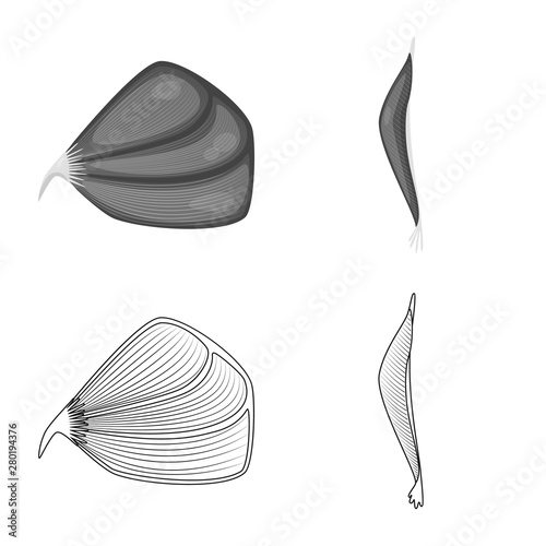 Isolated object of fiber and muscular sign. Collection of fiber and body stock vector illustration.