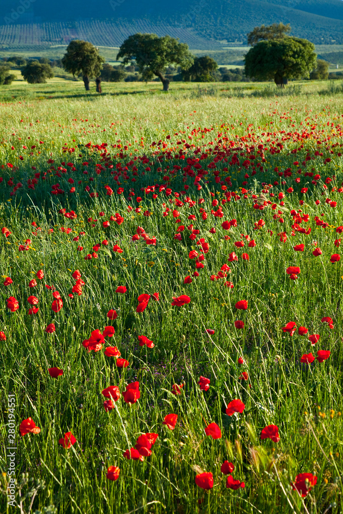 Amapolas en una dehesa, La Serena, Badajoz, Extremadura, España Amapolas en una dehesa, La Serena, Badajoz, Extremadura, España