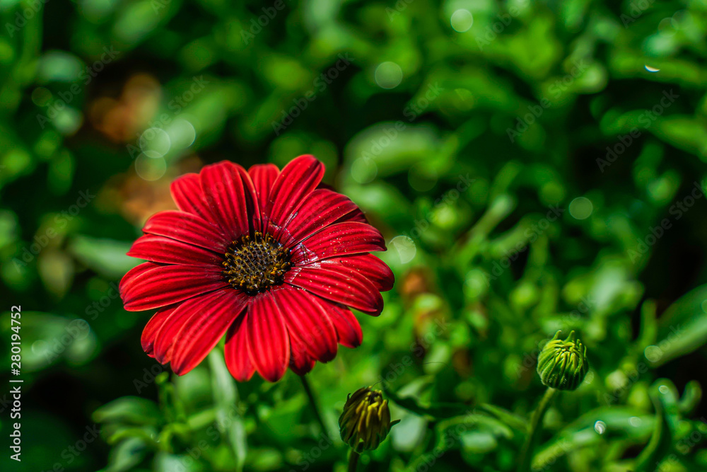The red daisies, Bellis perennis, bloom in orange in the garden, it is a native in the southeast known as the close-up. The red daisies, Bellis perennis, bloom in orange in the garden, it is a native in the southeast known as the close-up.