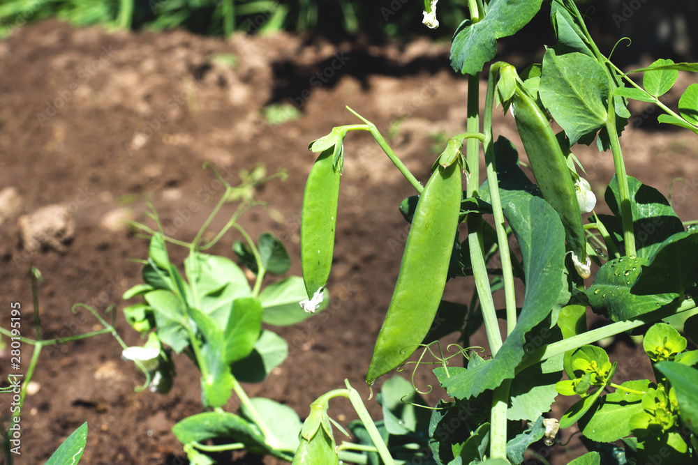 Fototapeta premium The fruits of green peas growing in the home garden.