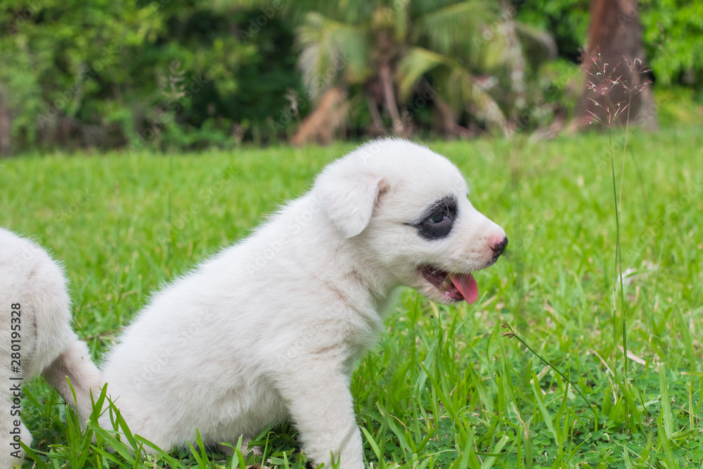 Thai bangkaew dog cute white puppies playing in the park and look at camera sitting in grass. Thai bangkaew dog cute white puppies playing in the park and look at camera sitting in grass.