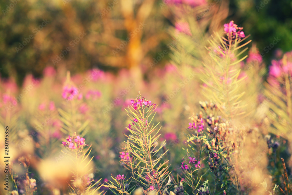 blooming willow herb /healing herbs in wild nature blooming willow herb /healing herbs in wild nature