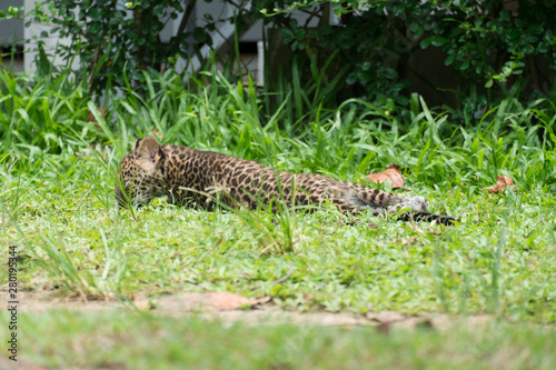 baby leopard in wildlife breeding station. © satany